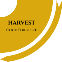 harvest