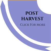 post-harvest