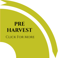 preharvest