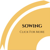 sowing